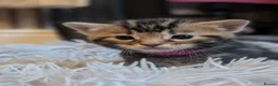 Mixed Breed cats for sale: Mixed Maine Coon Kittens  - Advert 18