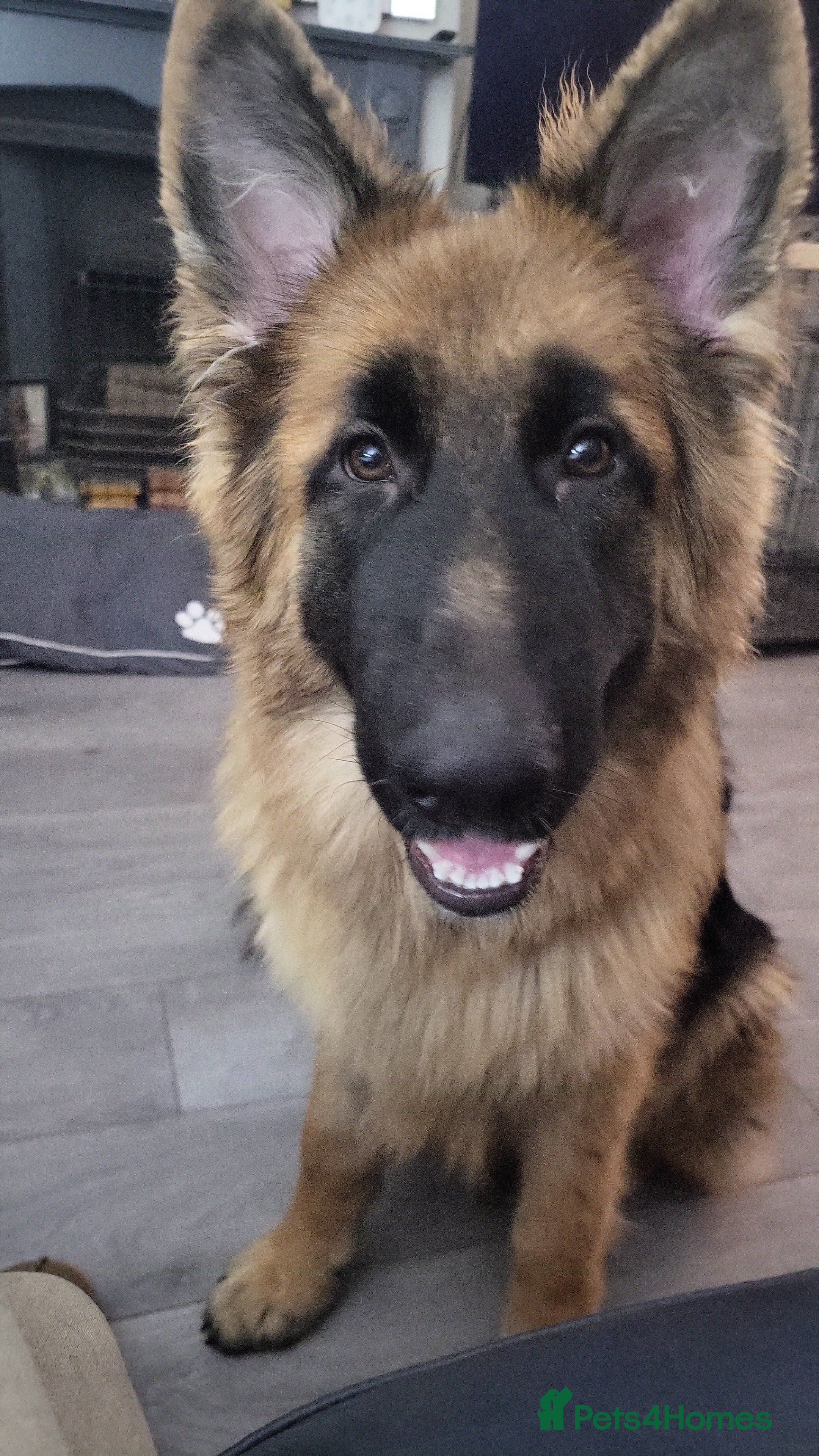German Shepherd dogs 7 month german shepherd male available - Advert 3