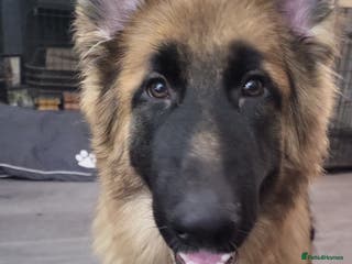 German Shepherd dogs 7 month german shepherd male available - Advert 3