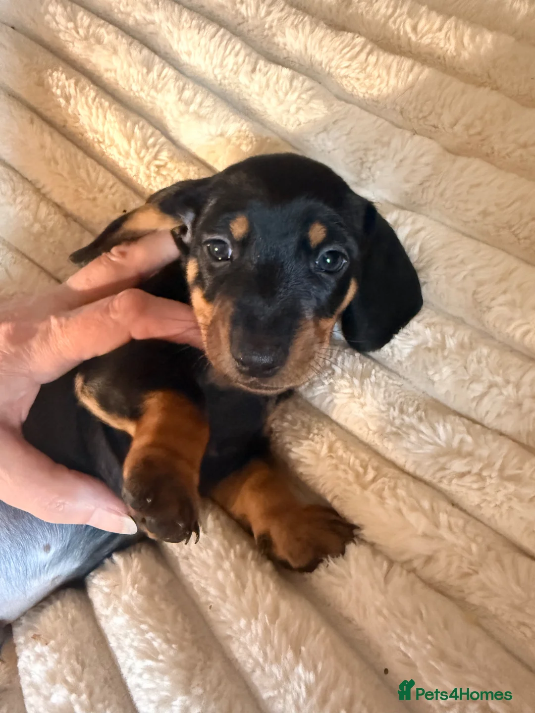 Miniature Dachshund dogs for sale: Gorgeous miniature daushound - Advert 1