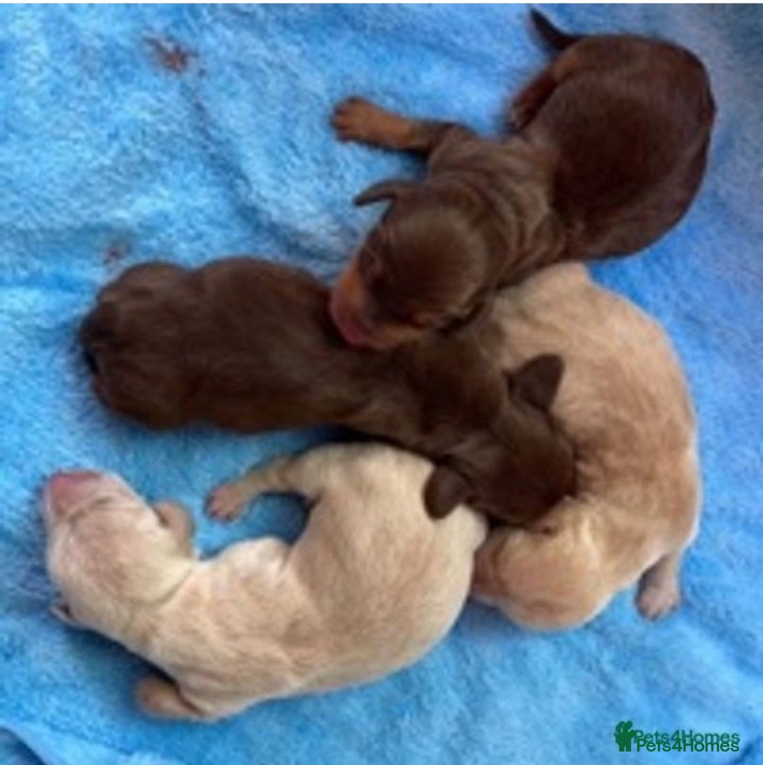 Miniature Dachshund dogs for stud: Experienced Choc & Tan Mini - KC Reg & DNA CLEAR in Romford - Advert 7
