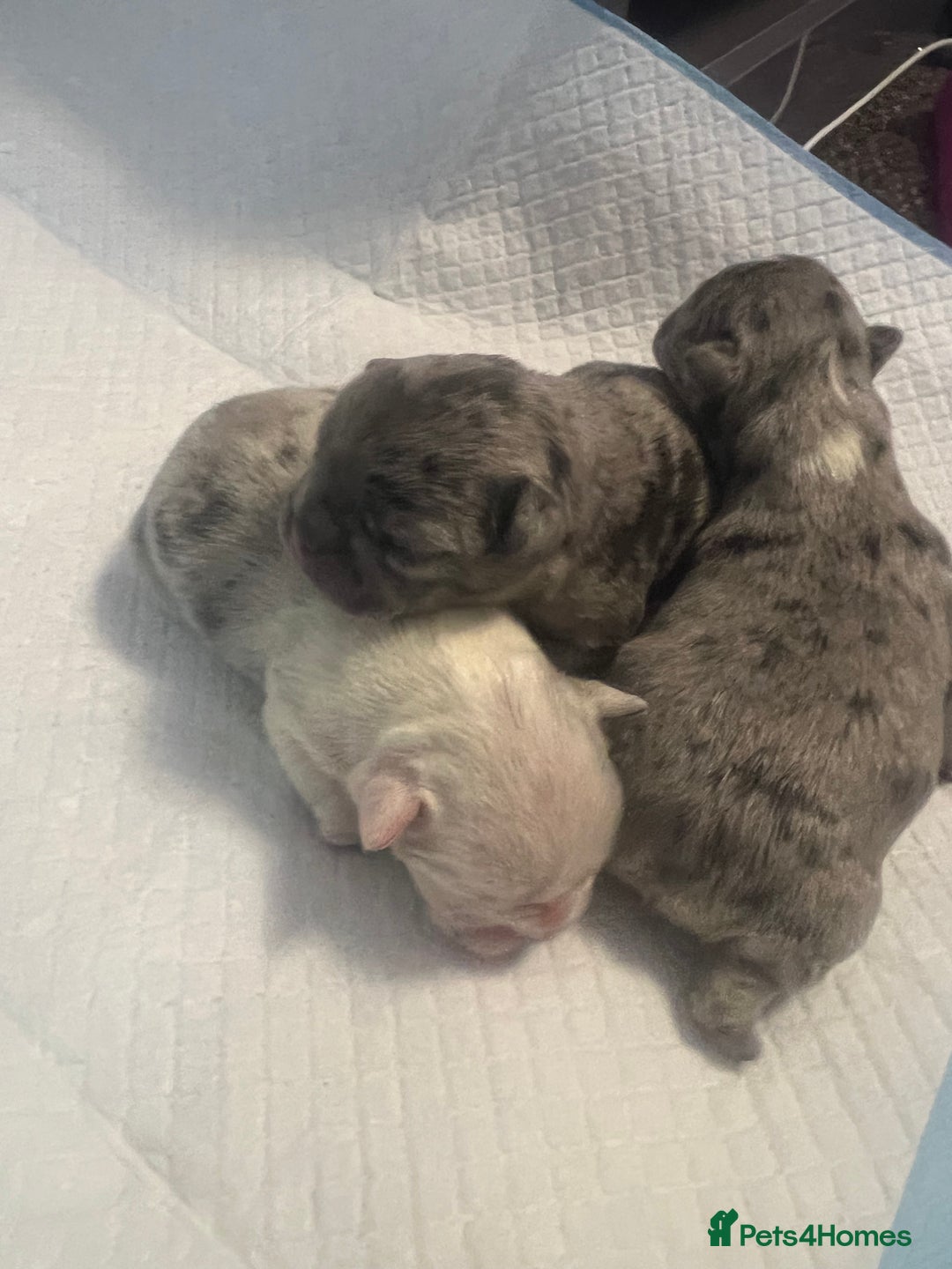 French Bulldog dogs for sale: French puppy  - Advert 6