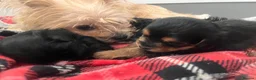 Yorkiepoo dogs for sale: Outstanding Yorkipoos F1 last 3 remaining - Advert 20
