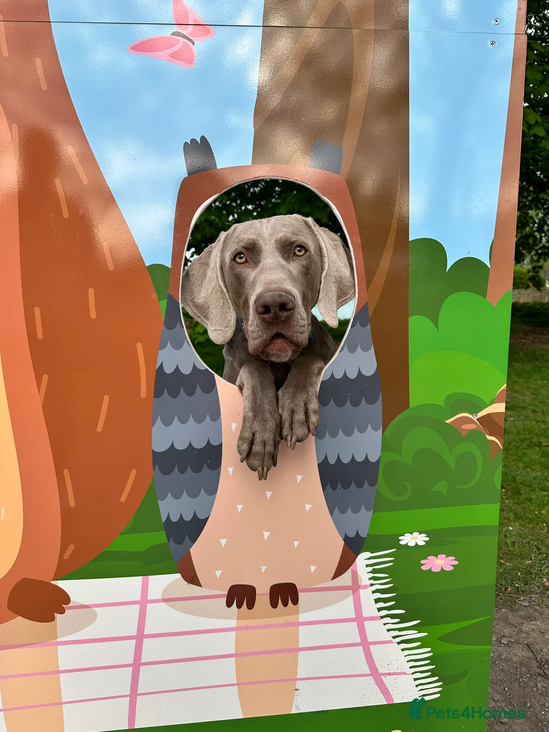 Weimaraner dogs for stud: KC Weimaraner for stud  - Advert 13