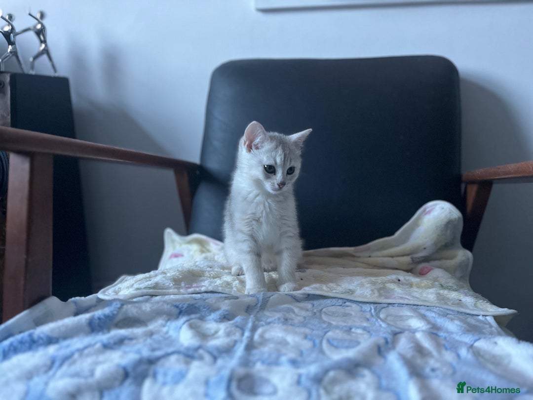 British Shorthair cats for sale: BRITISH SHORTHAIR KITTENS - Advert 16