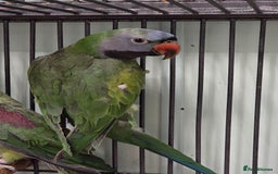 Parakeets birds for sale: Mixed birds, Alexandrines, Conures, Derbyan, etc!! - Image 11