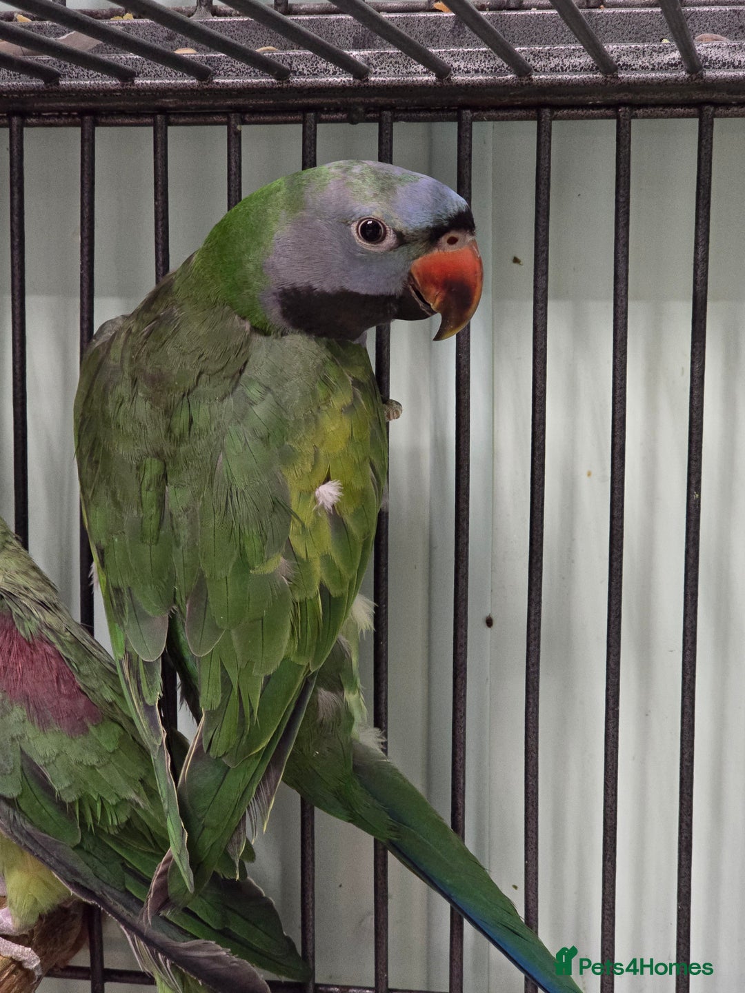 Parakeets birds for sale: Mixed birds, Alexandrines, Conures, Derbyan, etc!! - Image 11