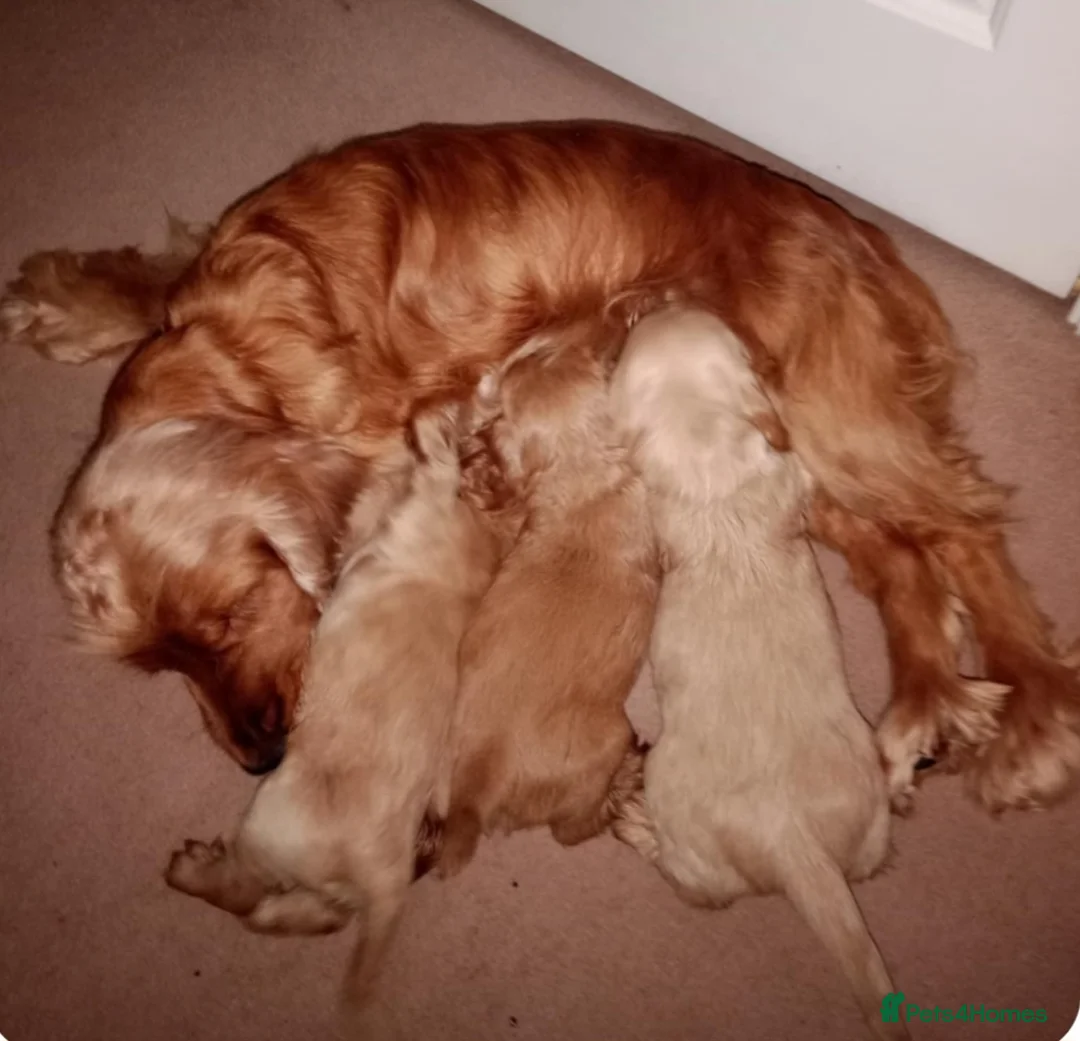 Cocker Spaniel dogs for sale: Golden Show type Cocker Spainel pups - Advert 2