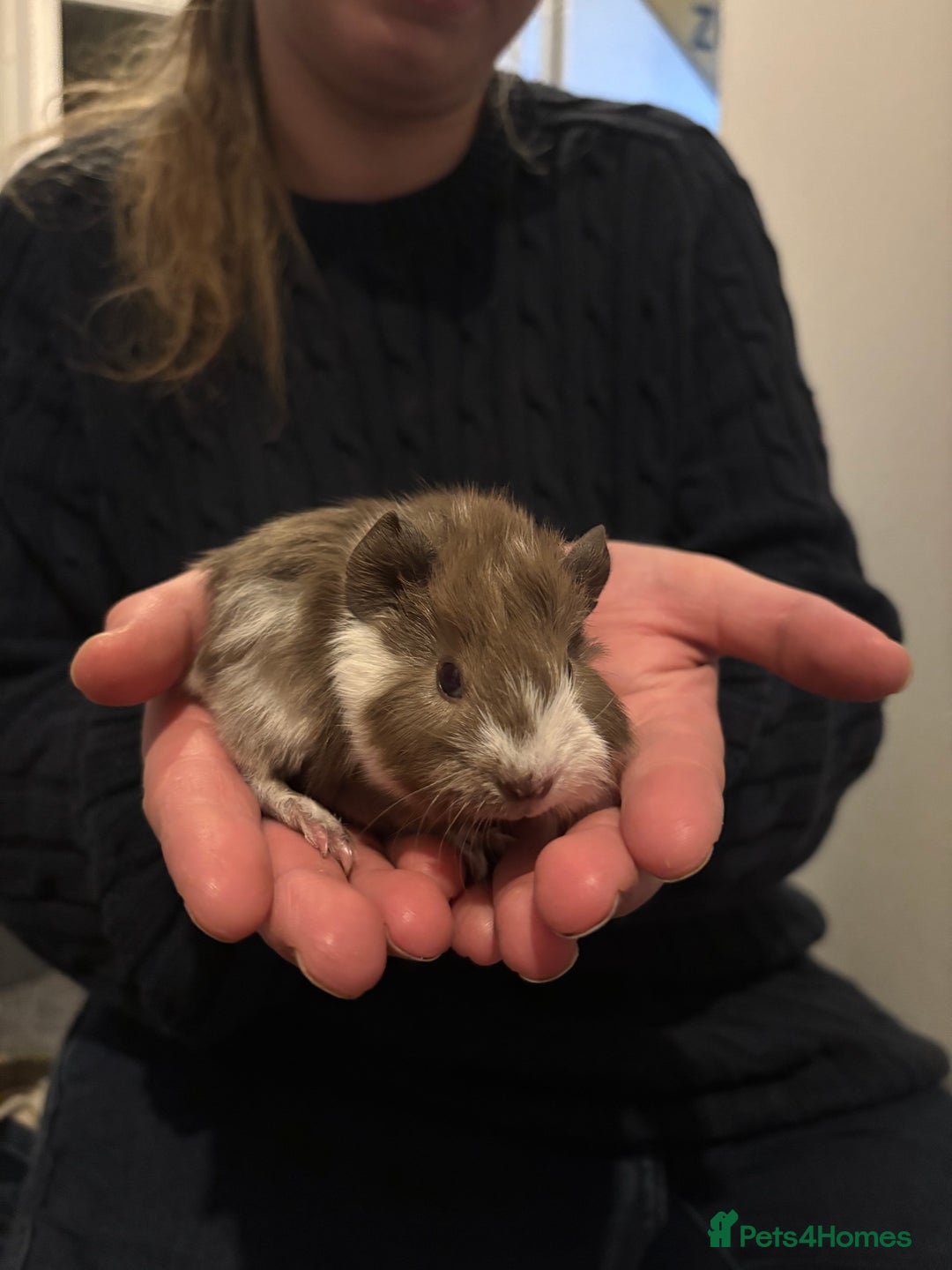 Guinea Pig rodents for sale: 6 Stunning boys looking for their forever homes - Advert 4