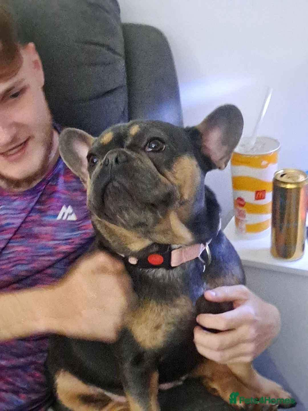 French Bulldog dogs for sale: Frenchie mia 11 months old nice compact size  - Advert 2