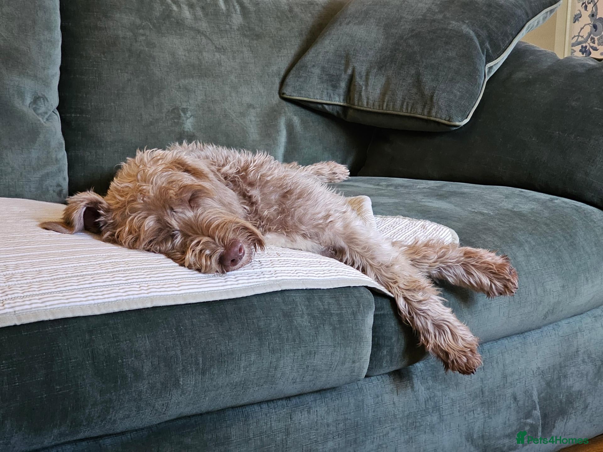 Labradoodle dogs Beautiful miniature labradoodle - Advert 2