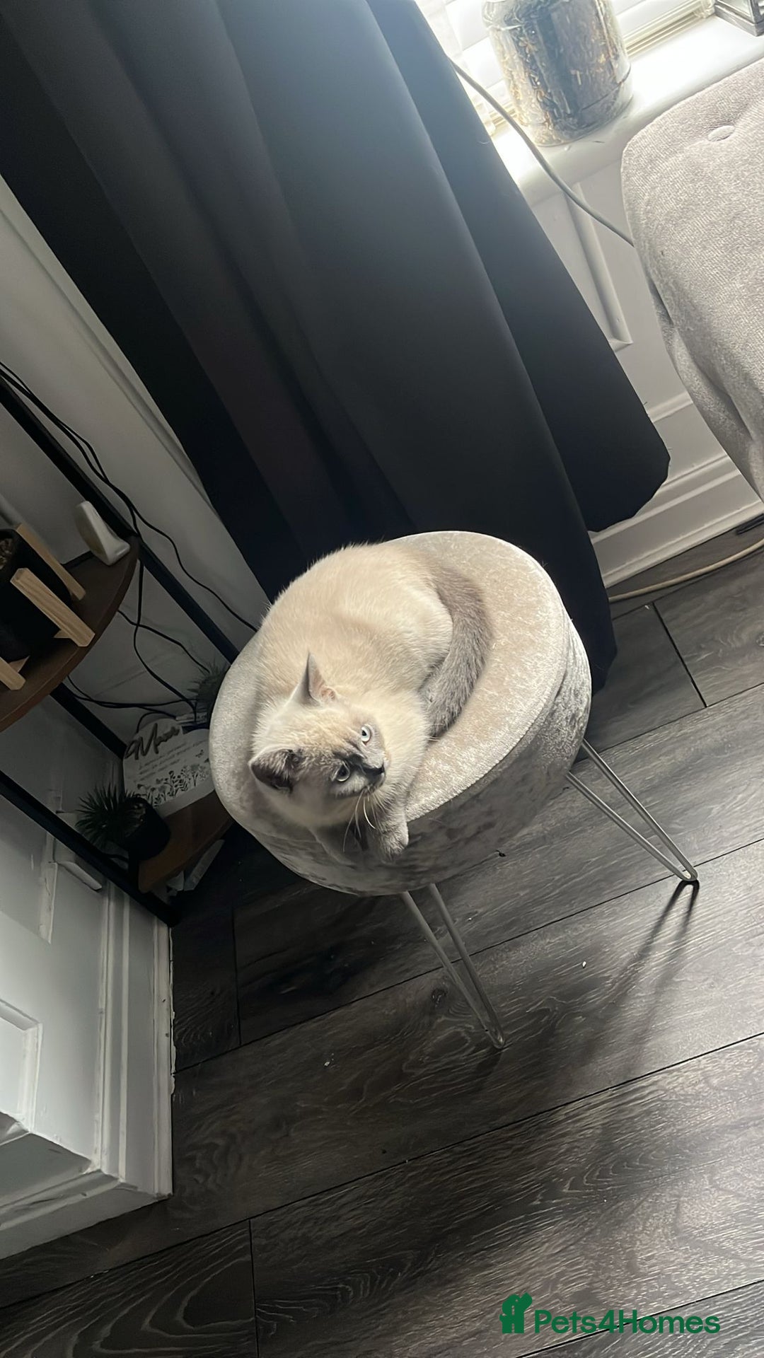 British Shorthair cats for sale: Male British shorthair - Image 5