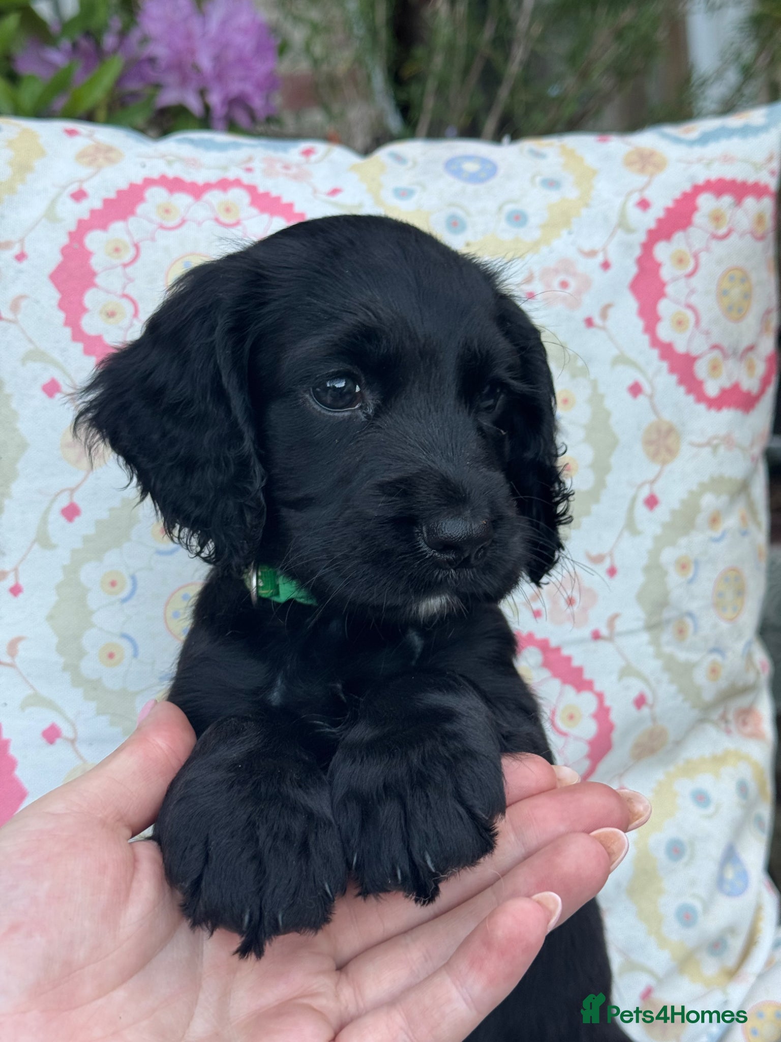 Cocker Spaniel dogs Pretty RKC Working Cocker Pups Fully DNA Tested - Advert 13