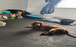 Cocker Spaniel dogs for sale: Chocolate cocker spaniel bitch  - Image 1