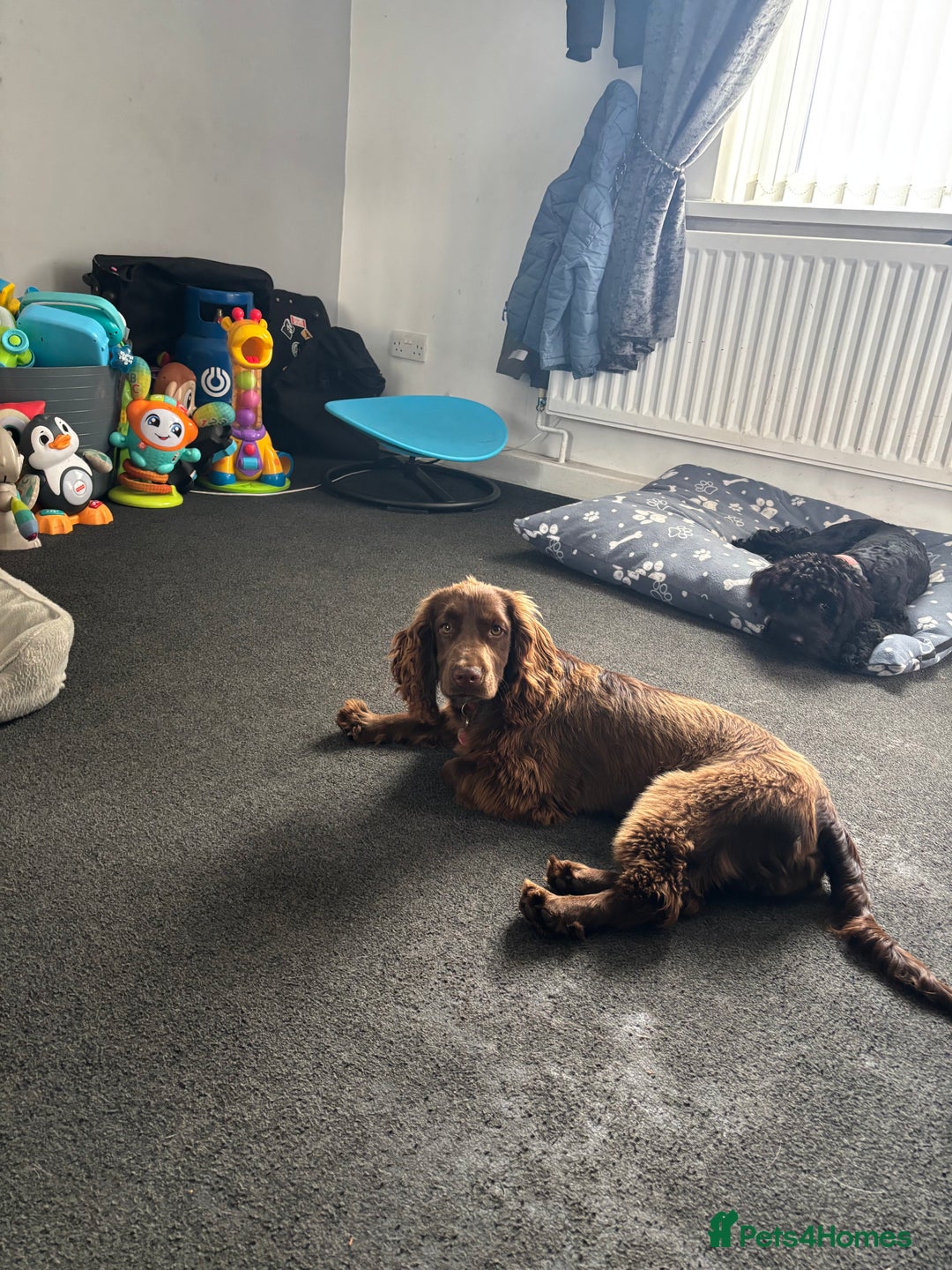 Cocker Spaniel dogs for sale: Chocolate cocker spaniel bitch  - Image 1