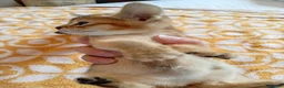Abyssinian cats for sale: Abyssinian X (Abyssinian X) - Advert 22