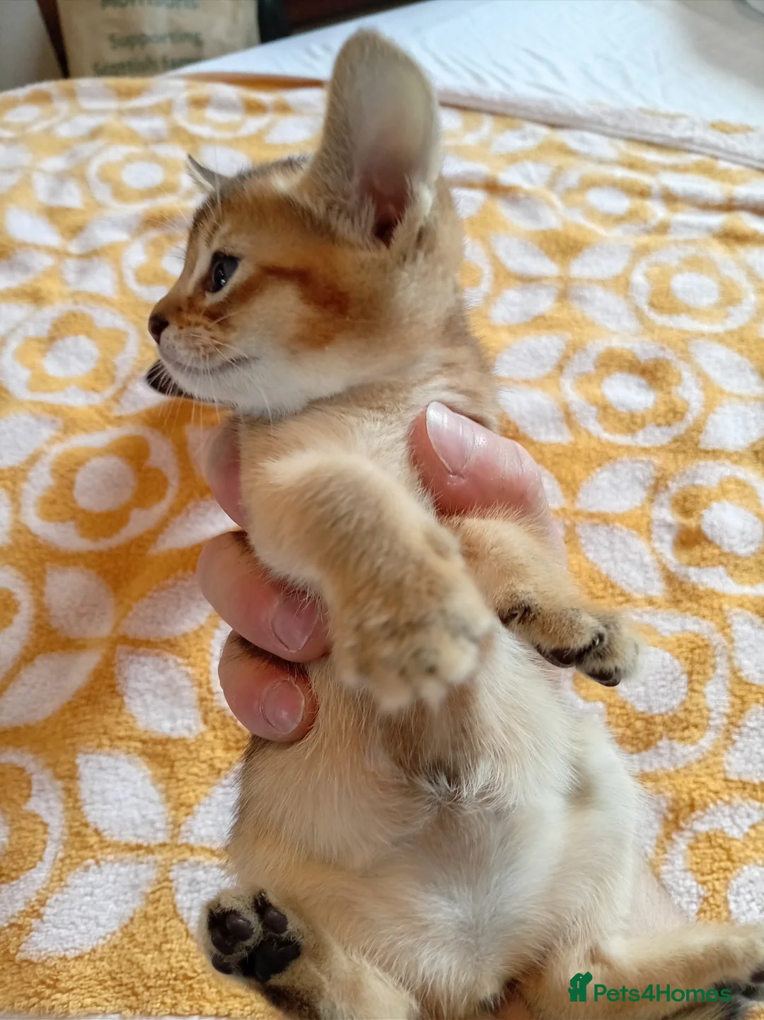 Abyssinian cats for sale: Abyssinian X (Abyssinian X) - Advert 22