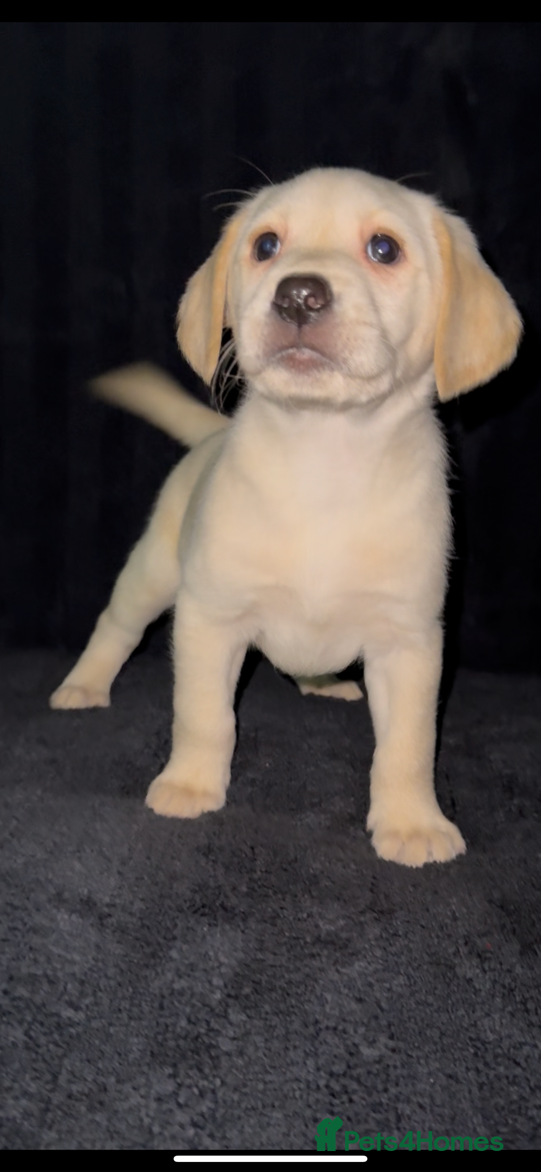Labrador Retriever dogs for sale: ⭐️5 ADORABLE LABRADOR PUPPIES⭐️ - Advert 16