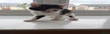 Mixed Breed Kitten 1