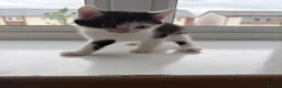Mixed Breed cats for sale: 2 Black and white kittens for sale  - Advert 2