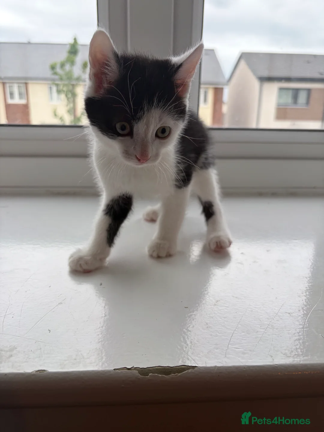 Mixed Breed cats for sale: 2 Black and white kittens for sale  - Advert 2