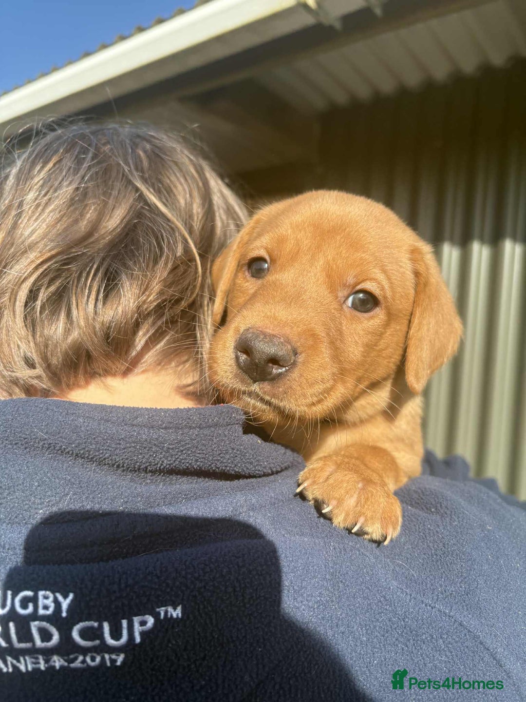 Labrador Retriever dogs for sale: KC Reg Fox red labrador litter of 6 dogs 4 bitches - Advert 37