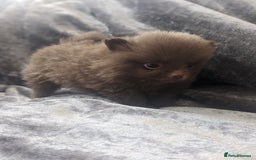 Pomeranian dogs for sale: Pomeranian puppies mixed colours  - Image 9
