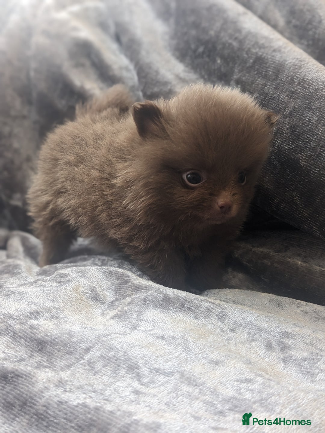 Pomeranian dogs for sale: Pomeranian puppies mixed colours  - Image 9