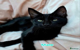 Mixed Breed cats for sale: Maine Coon X Kittens Still Available!! - Image 5