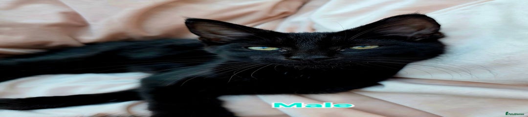 Mixed Breed Kitten 2