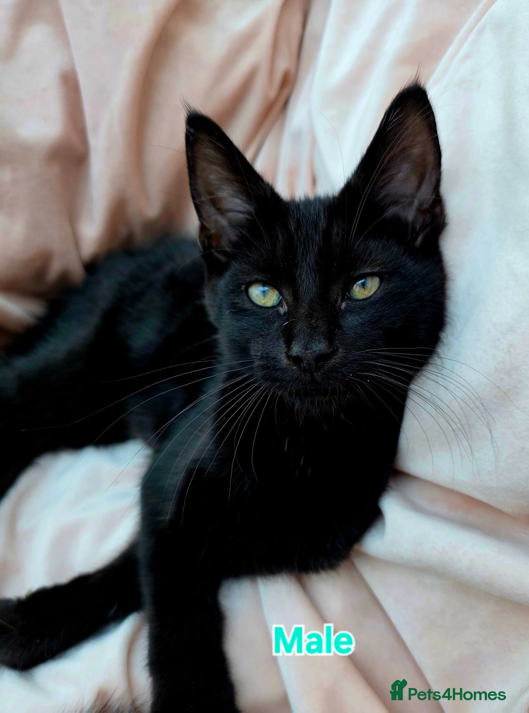 Mixed Breed cats for sale: Maine Coon X Kittens Still Available!! - Image 5