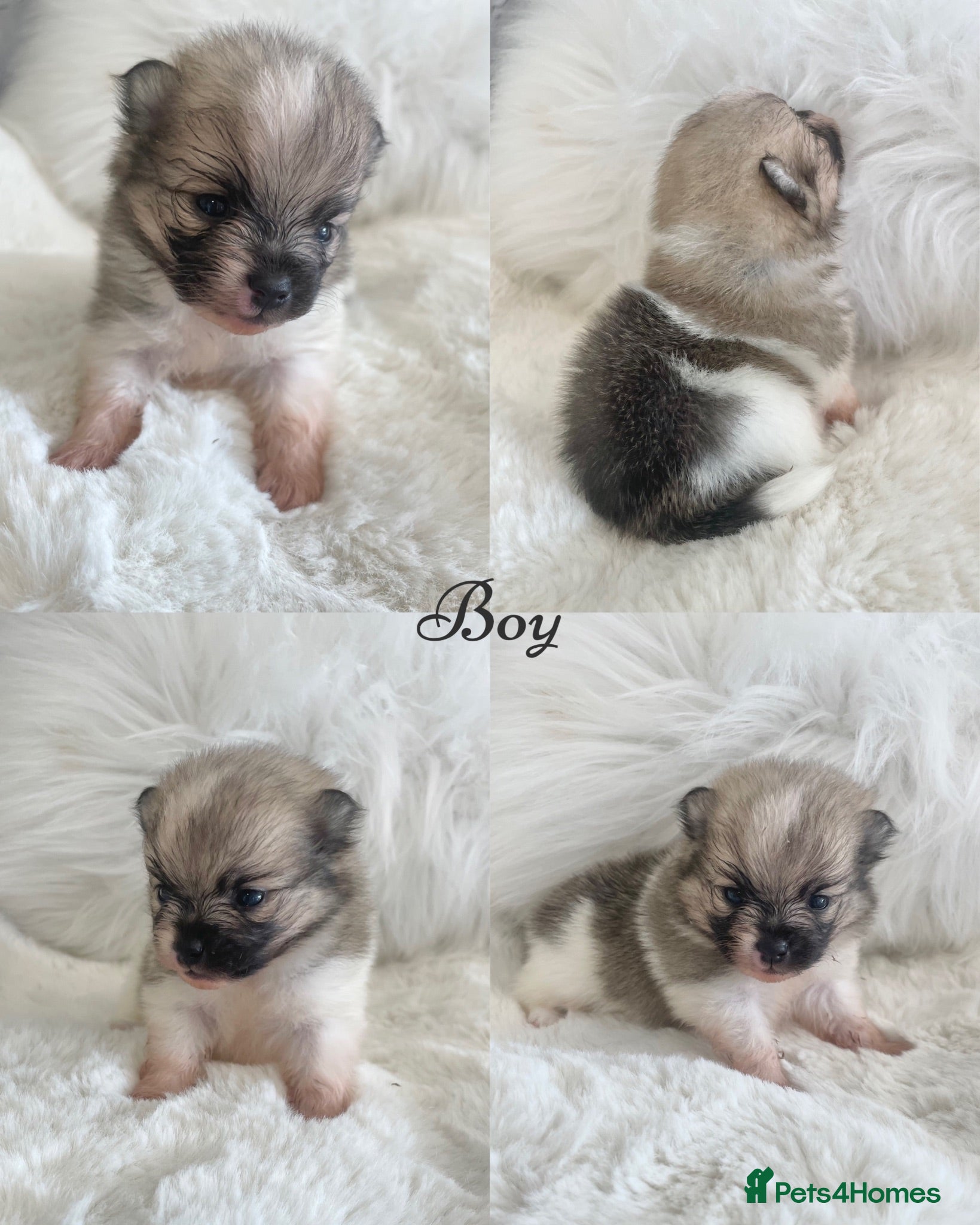 Pomeranian dogs Outstanding KC Tiny baby Poms puppies  - Advert 13
