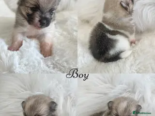 Pomeranian dogs Outstanding KC Tiny baby Poms puppies - Advert 2