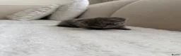 Scottish Fold cats for sale: Female scottish fold kitten  in Croydon - Advert 9