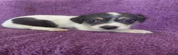 Jack Russell dogs for sale: Jack Russell puppies, full pedigree  - Advert 14