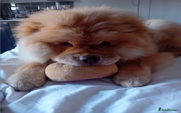 Chow Chow dogs for stud: Chowmazing  - Image 12