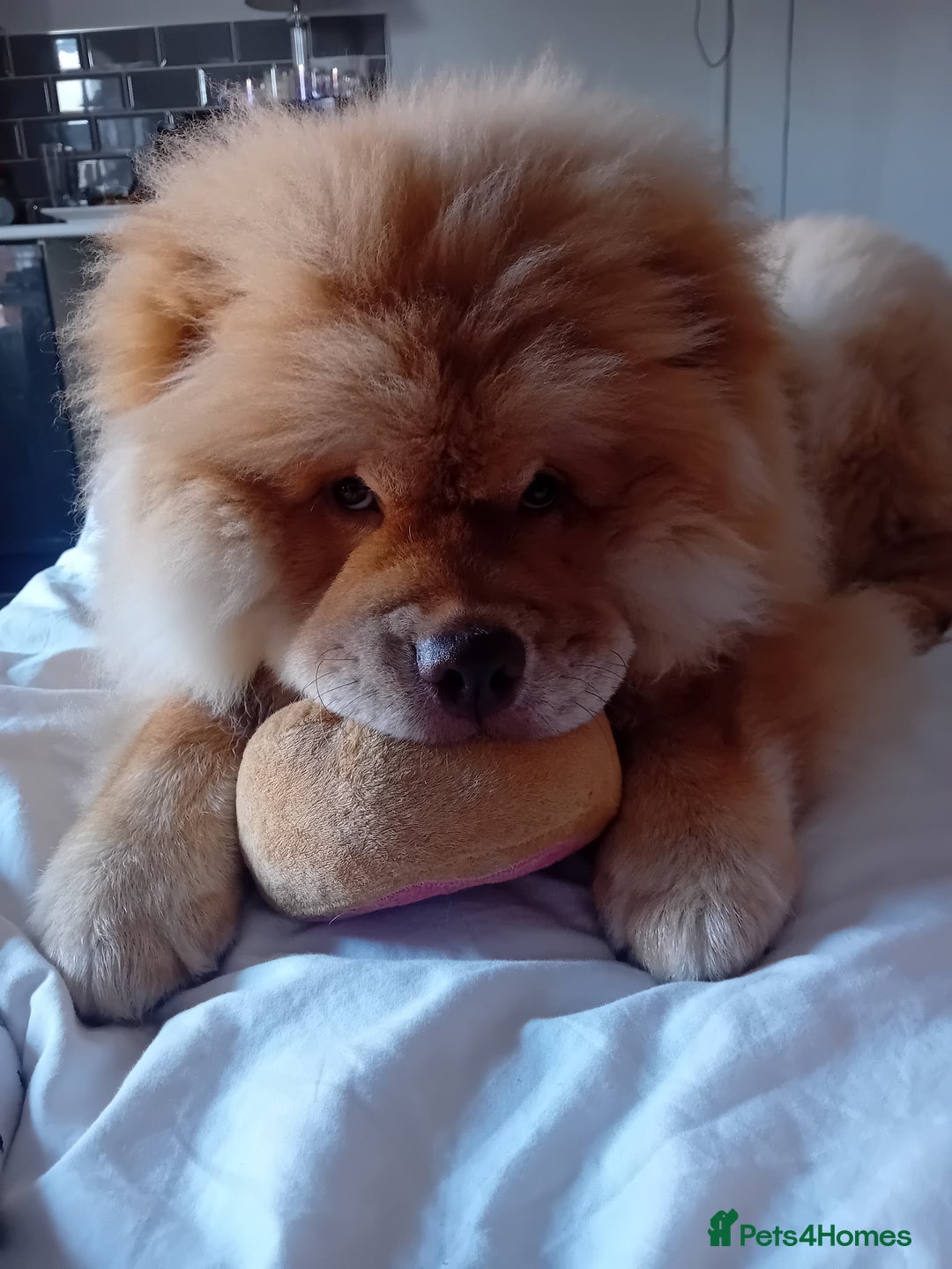 Chow Chow dogs for stud: Chowmazing  - Image 12