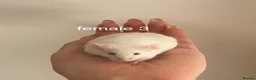 Mouse rodents for sale: Fancy mice for homes  - Advert 6