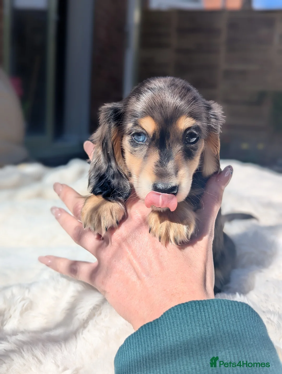 Miniature Dachshund dogs for sale: Summerdaxies Chantilly 🩷 longhaired silver dapple - Advert 2