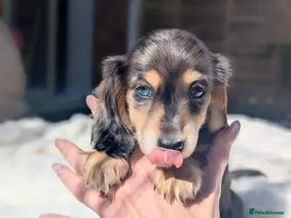 Miniature Dachshund dogs READY NOW! 🩷 longhaired silver dapple mini daxie - Advert 13