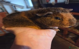 Guinea Pig rodents for sale: Baby guinea pigs - Image 5