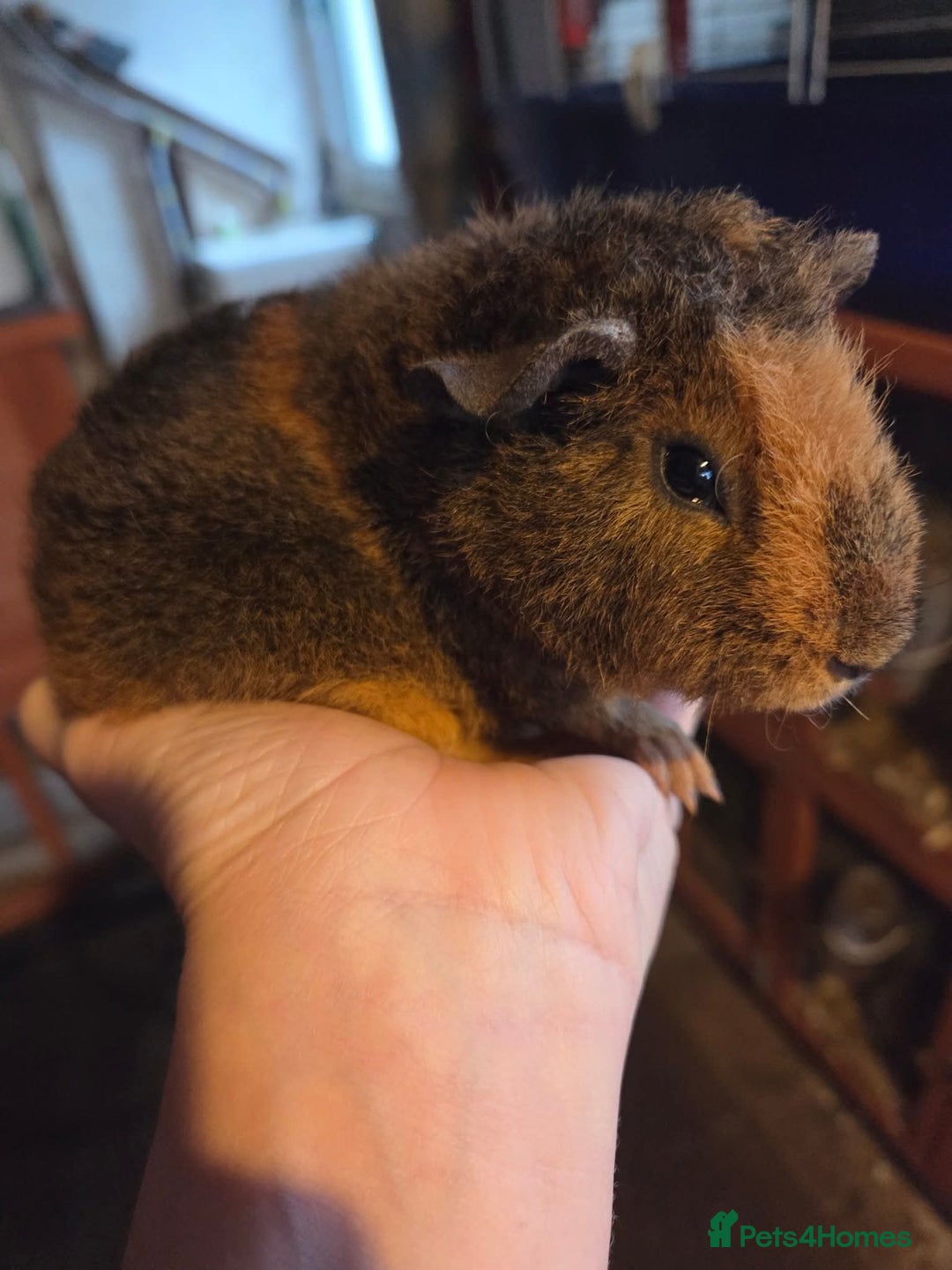 Guinea Pig rodents for sale: Baby guinea pigs - Image 5