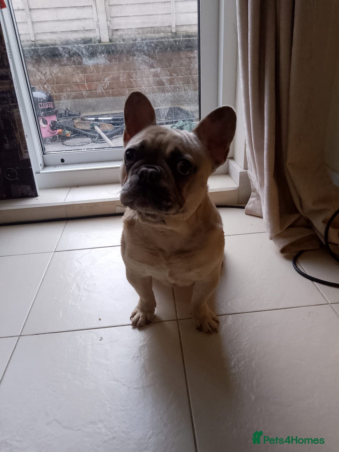 French Bulldog dogs for sale: male french bulldog  - Advert 1