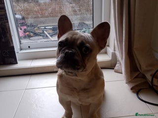 French Bulldog dogs male french bulldog - Advert 1