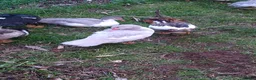 Ducks poultry for sale: 5 x muscovy females this years hatch - Advert 7