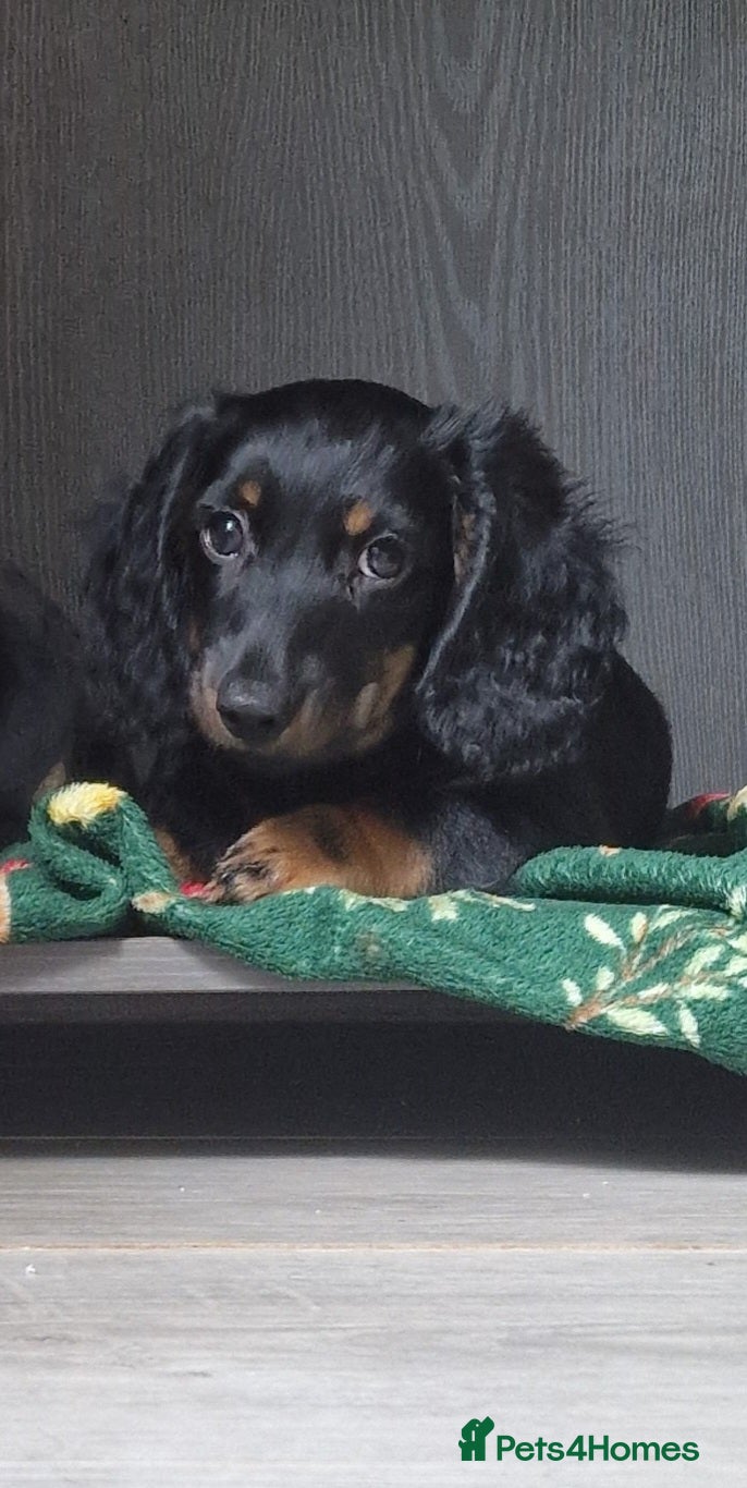 Miniature Dachshund dogs Last 2 Miniature Dachshunds - Advert 2