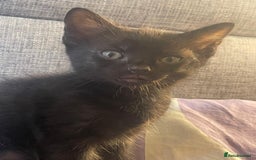Mixed Breed cats for sale: 5 playful short haired black kittens - Image 5