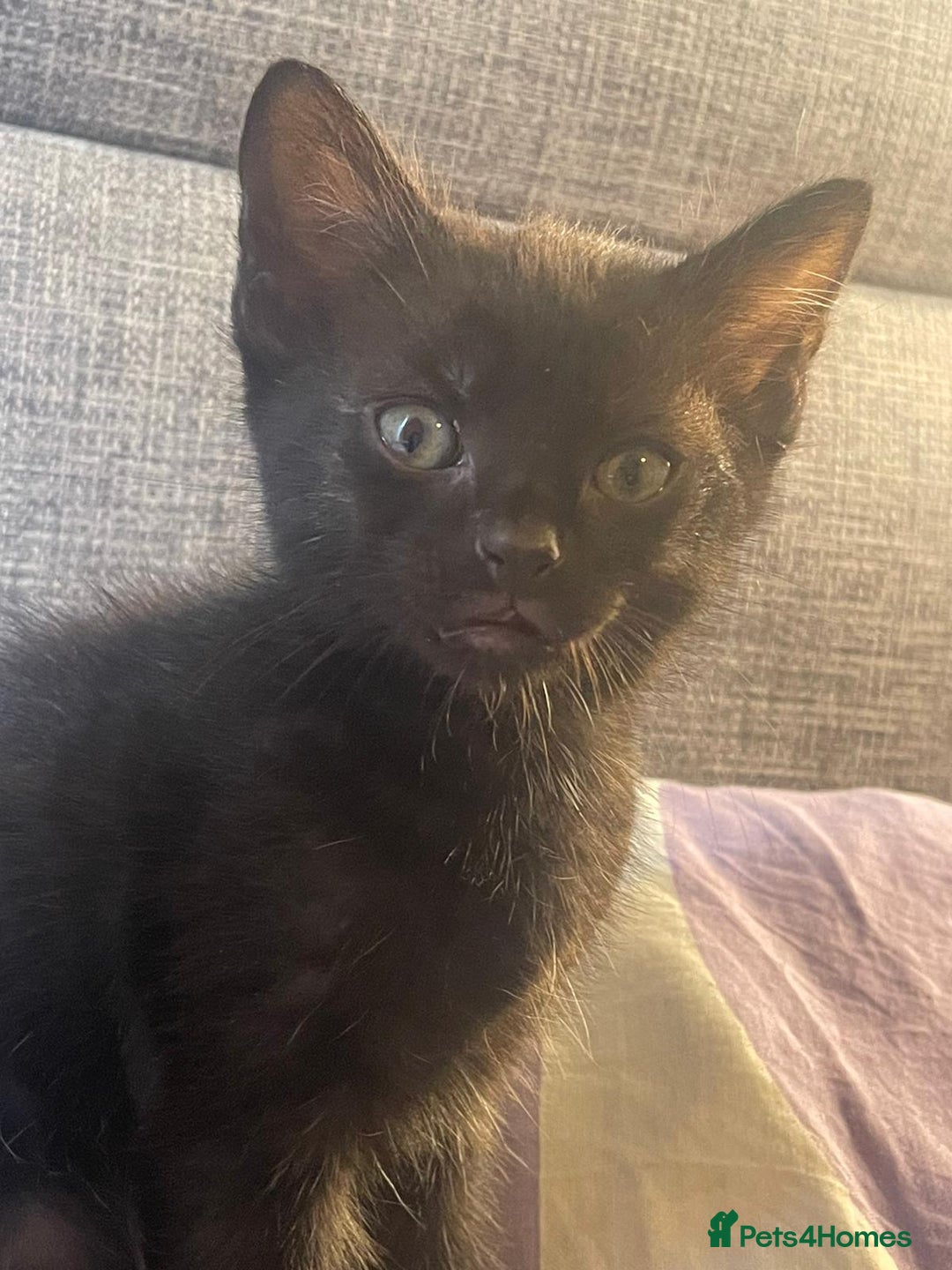 Mixed Breed cats for sale: 5 playful short haired black kittens - Image 5