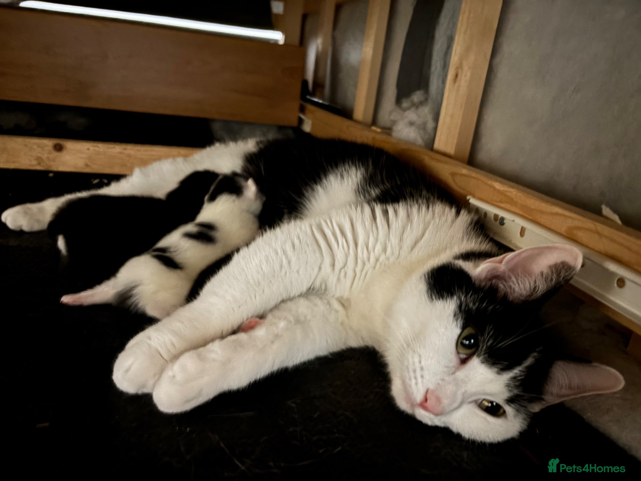 Mixed Breed cats Kittens  - Advert 1
