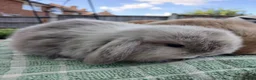 Lionhead rabbits for sale: Beautiful DM Lionheads  - Advert 4